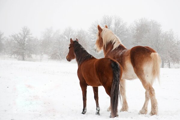 Dos elegantes caballos en la nieve