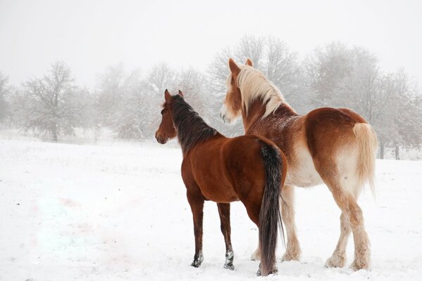 Deux chevaux gracieux sur la neige