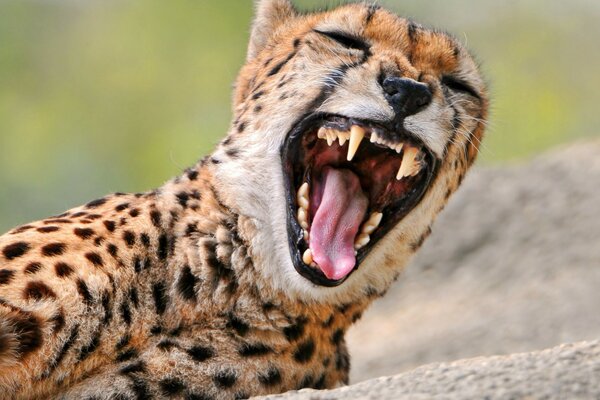 Guépard à dents émet un rugissement