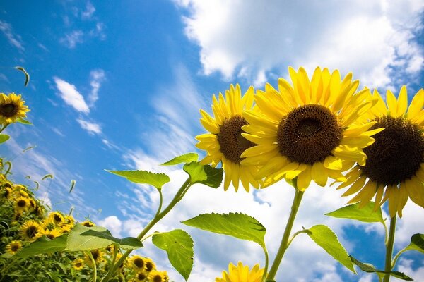 Champ de tournesols lumineux, nuages blancs