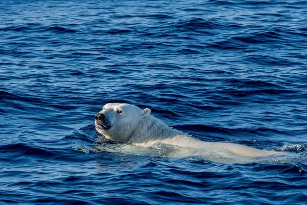 Polar bear swimming in the ocean