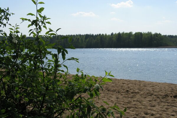 Arbusto junto al lago en la arena contra el fondo del bosque