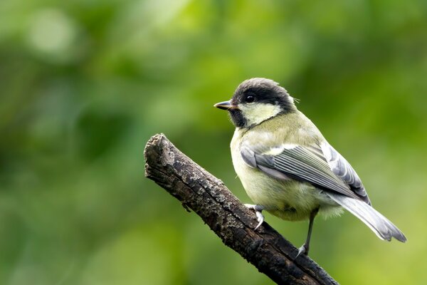 Tit debout sur une branche sur un fond vert