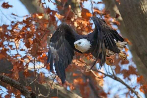 Raubvogel auf Herbstbaum Hintergrund