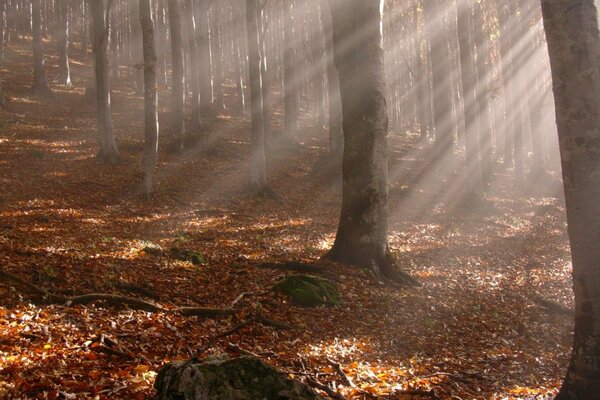 Foresta autunnale con foglie cadute