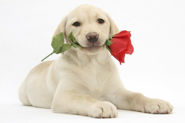 Le chiot veut donner au propriétaire des fleurs pour la fête de l infirmière