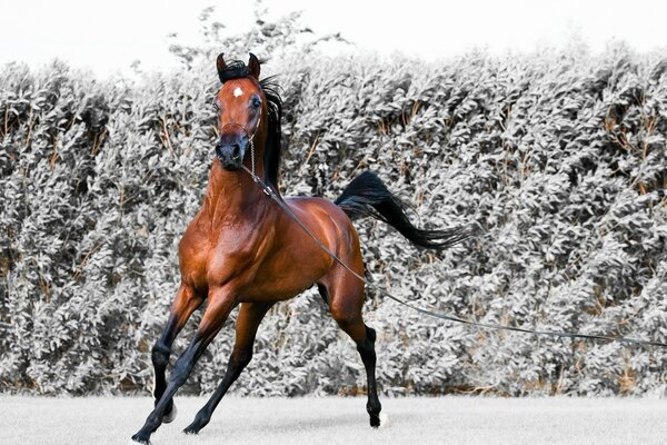 Anmutiges Pferd vor dem Hintergrund von frostigen Büschen