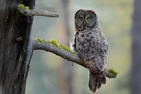 An owl is sitting in a tree waiting for the night and he will start singing