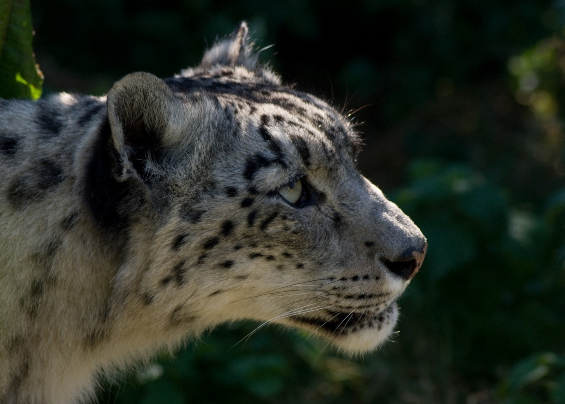 gato salvaje bestia dientes leopardo