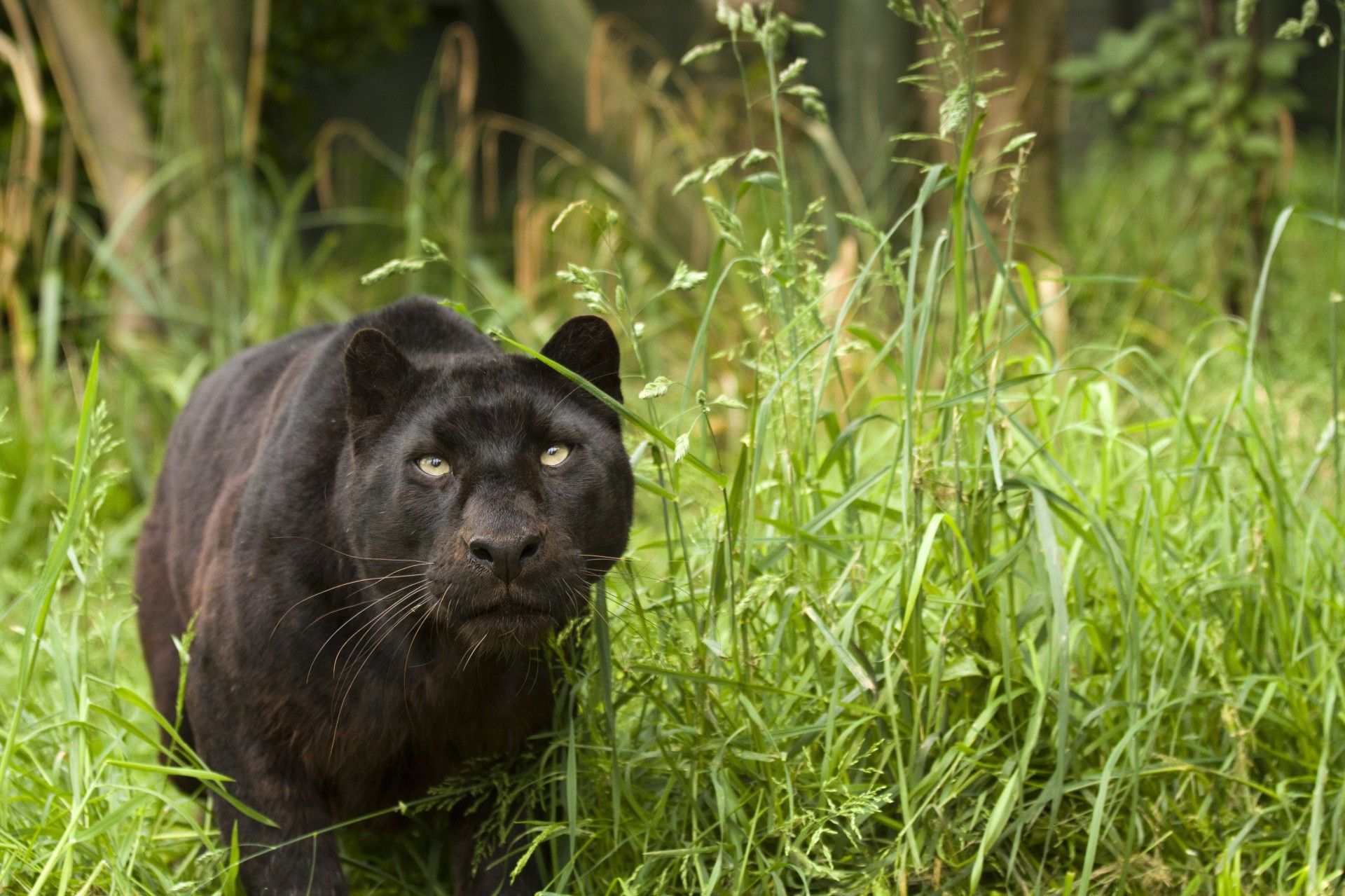 chat sauvage panthère léopard