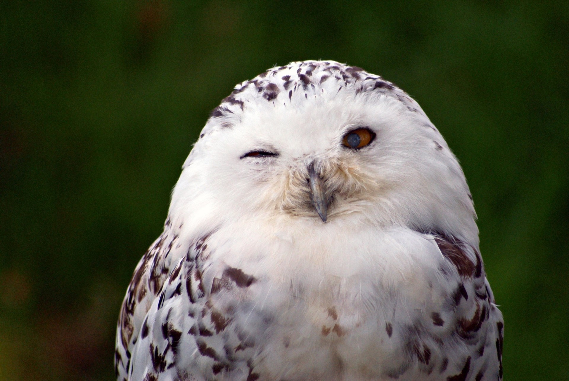 owl snowy owl