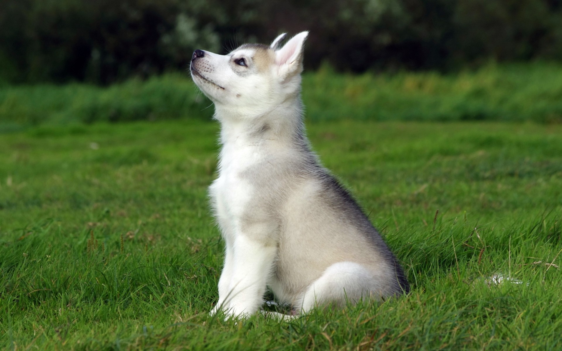 cachorro bebé husky vista