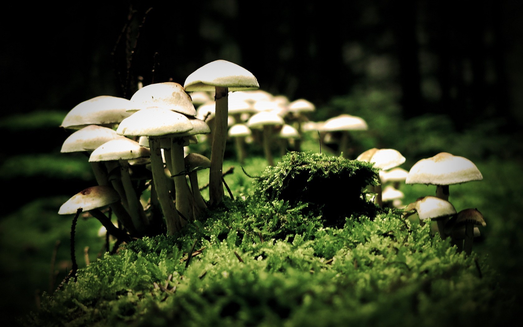 mushrooms close up