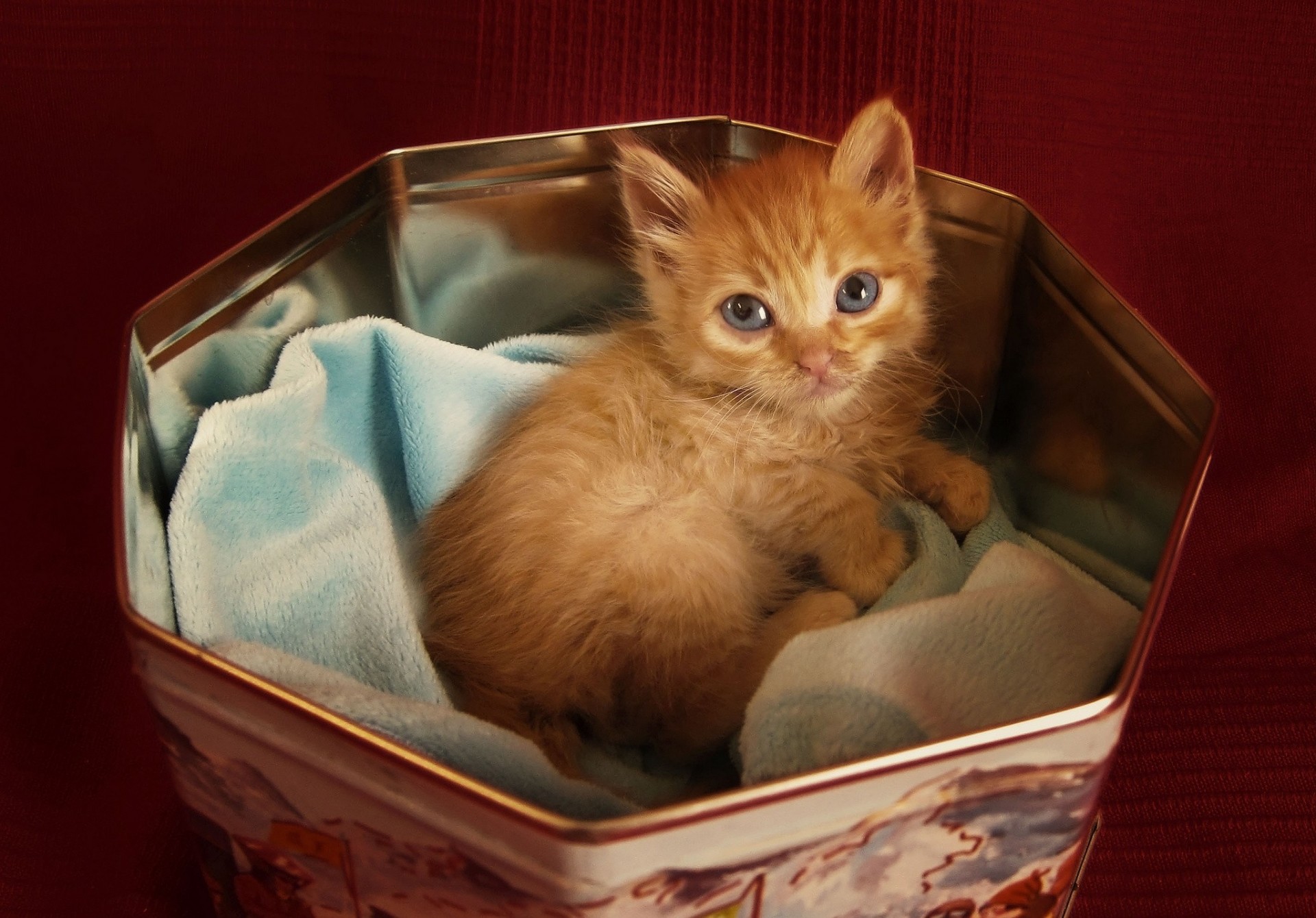 katze liegt ansicht rot