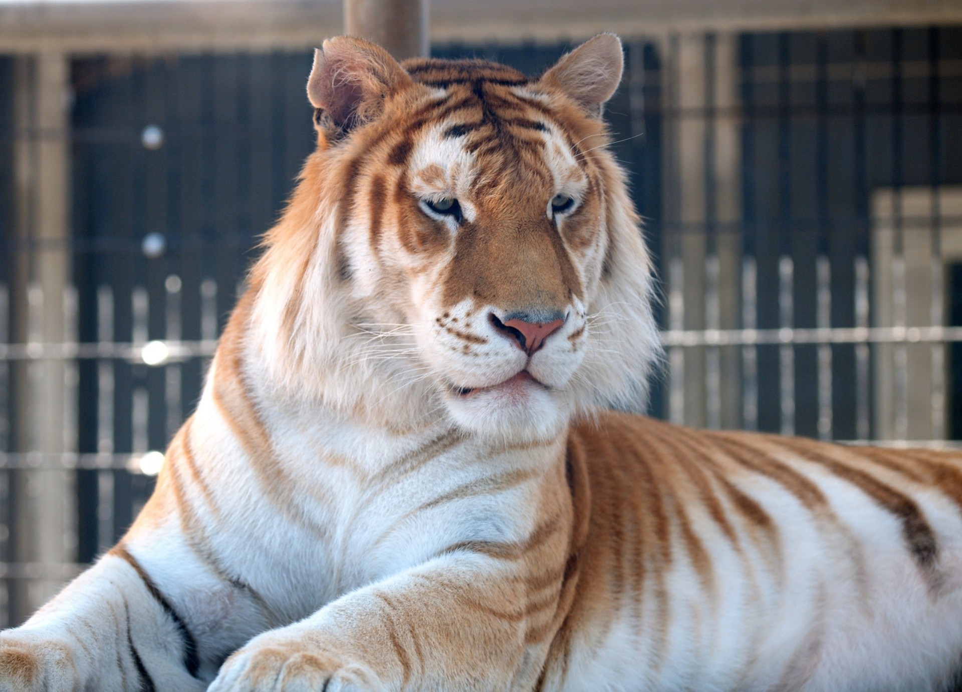 tigre de oro gato salvaje tigre