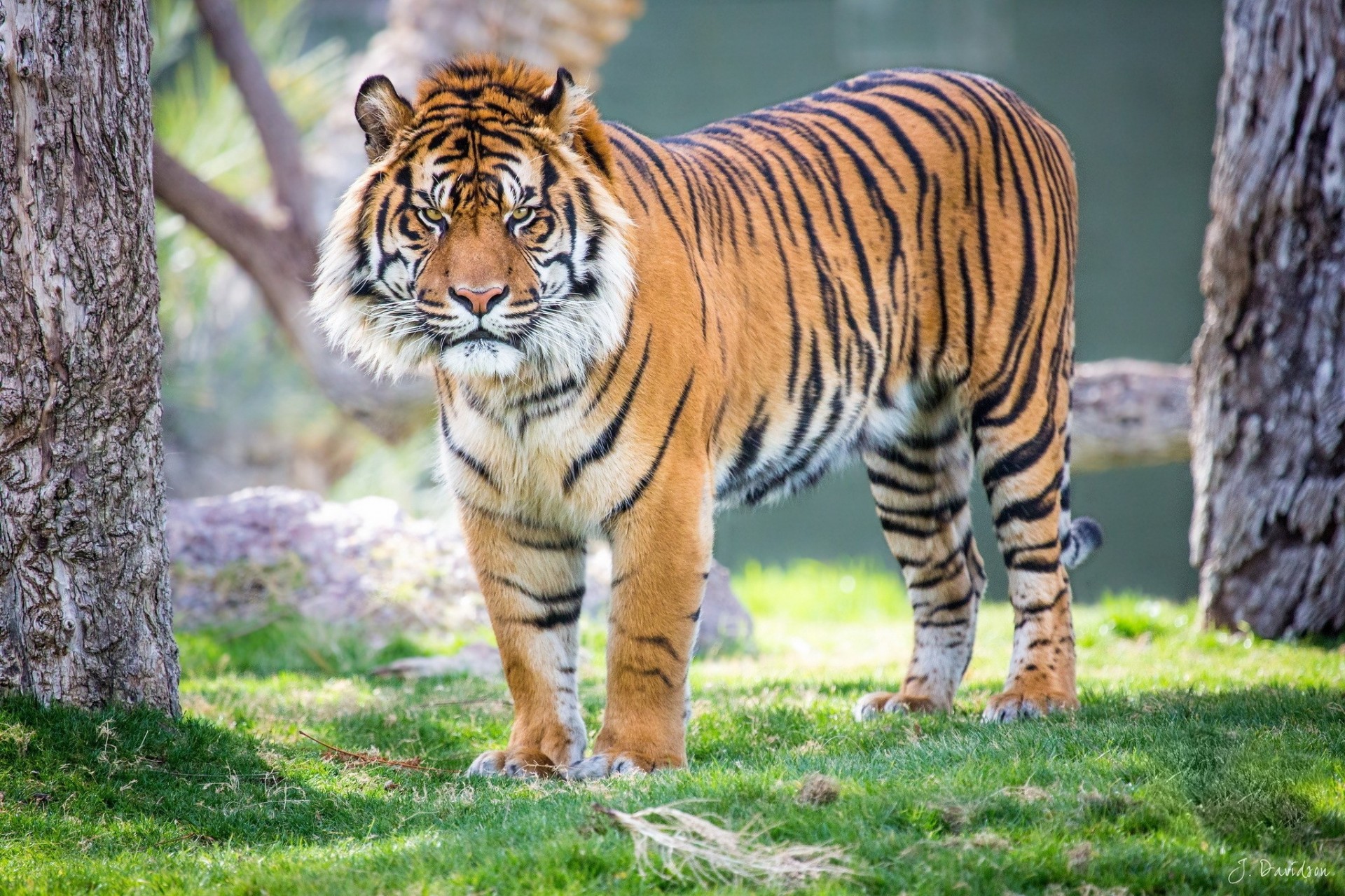 états-unis lionceau arbre arizona tigre phoenix