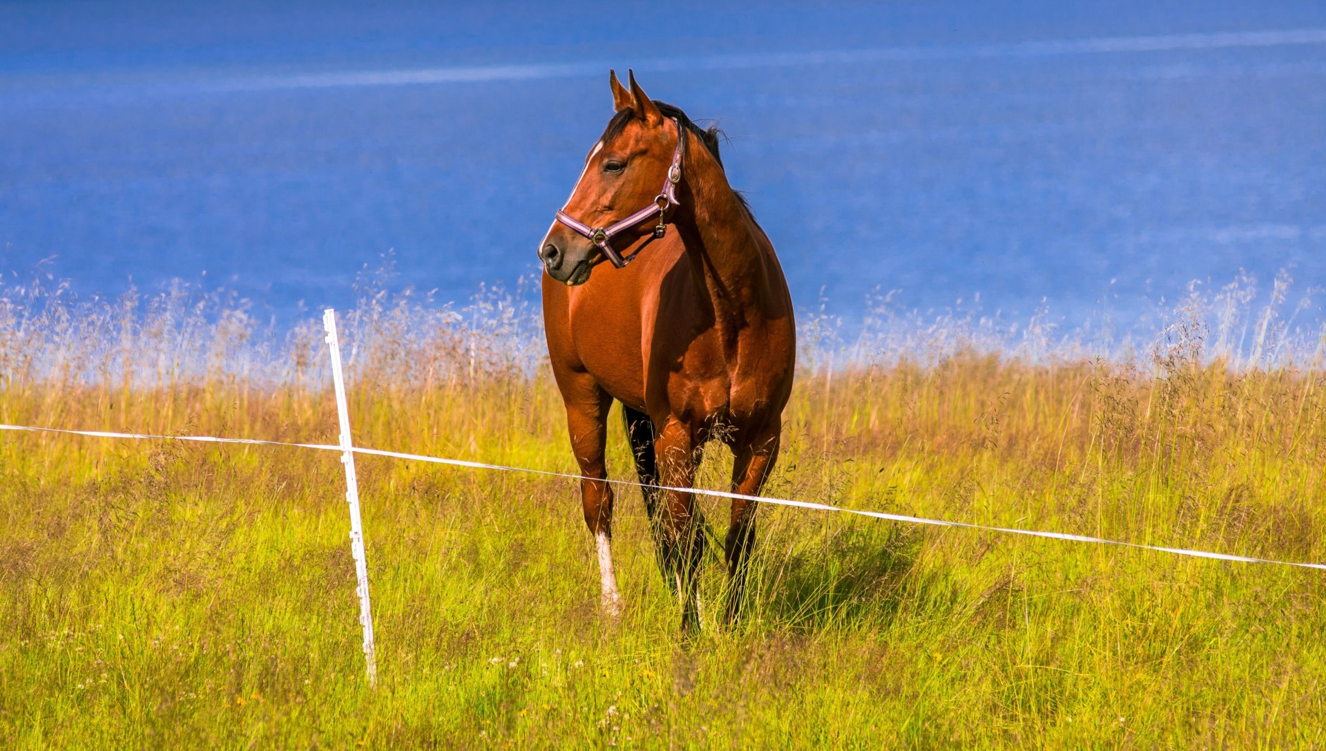 horse river