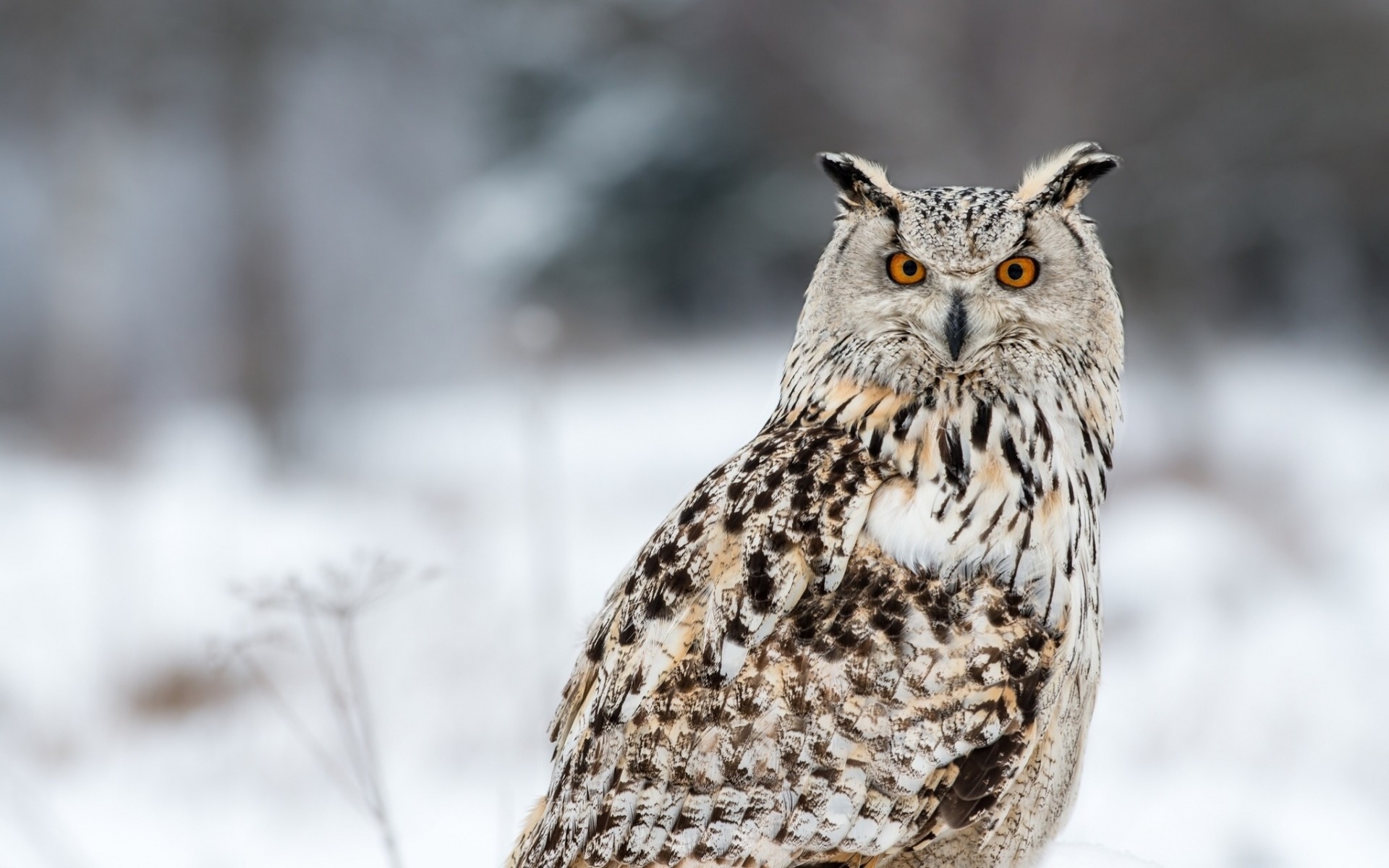 vögel eule ansicht