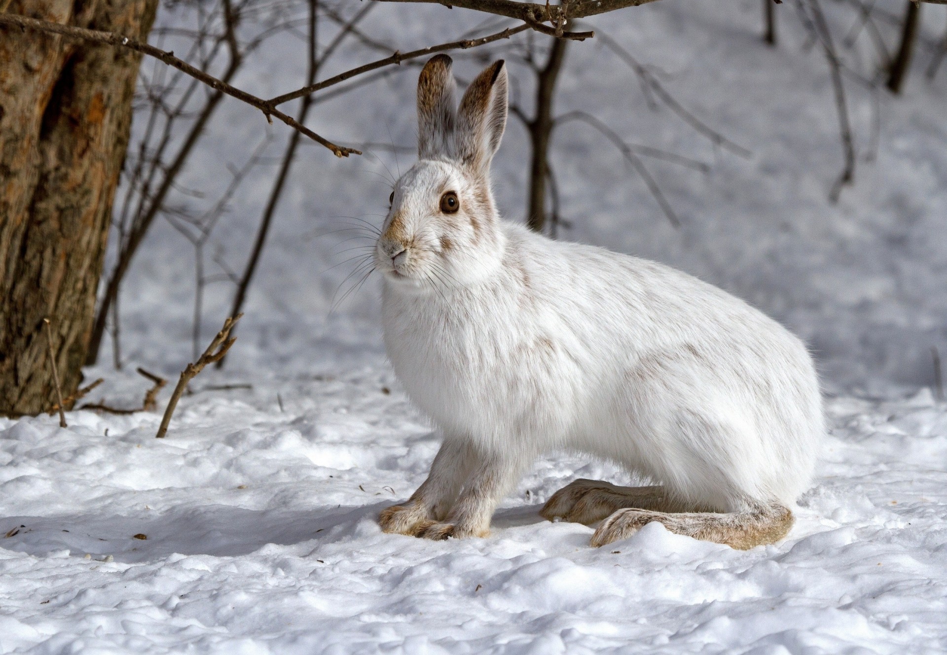 hiver neige lièvre