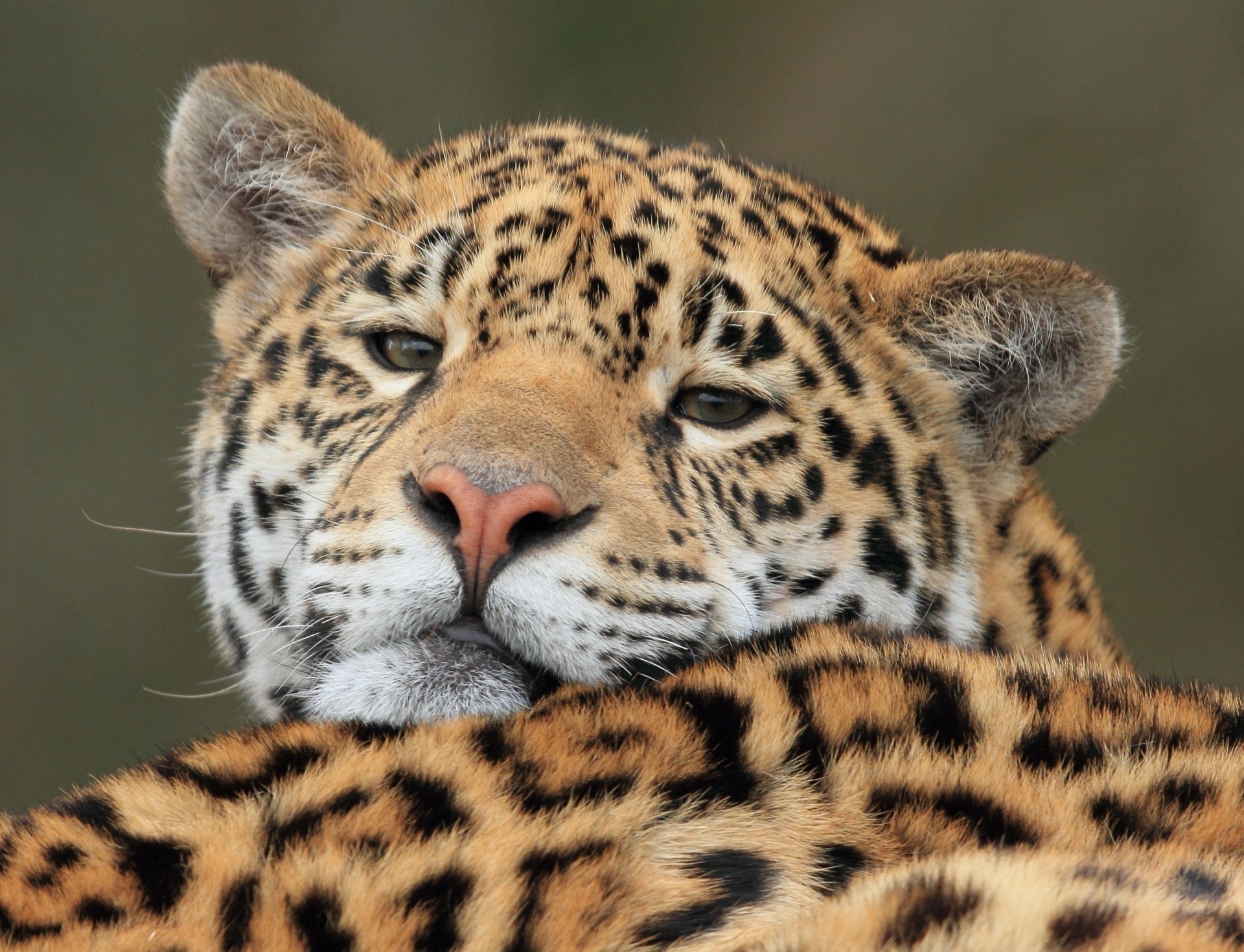 wild cat jaguar teeth