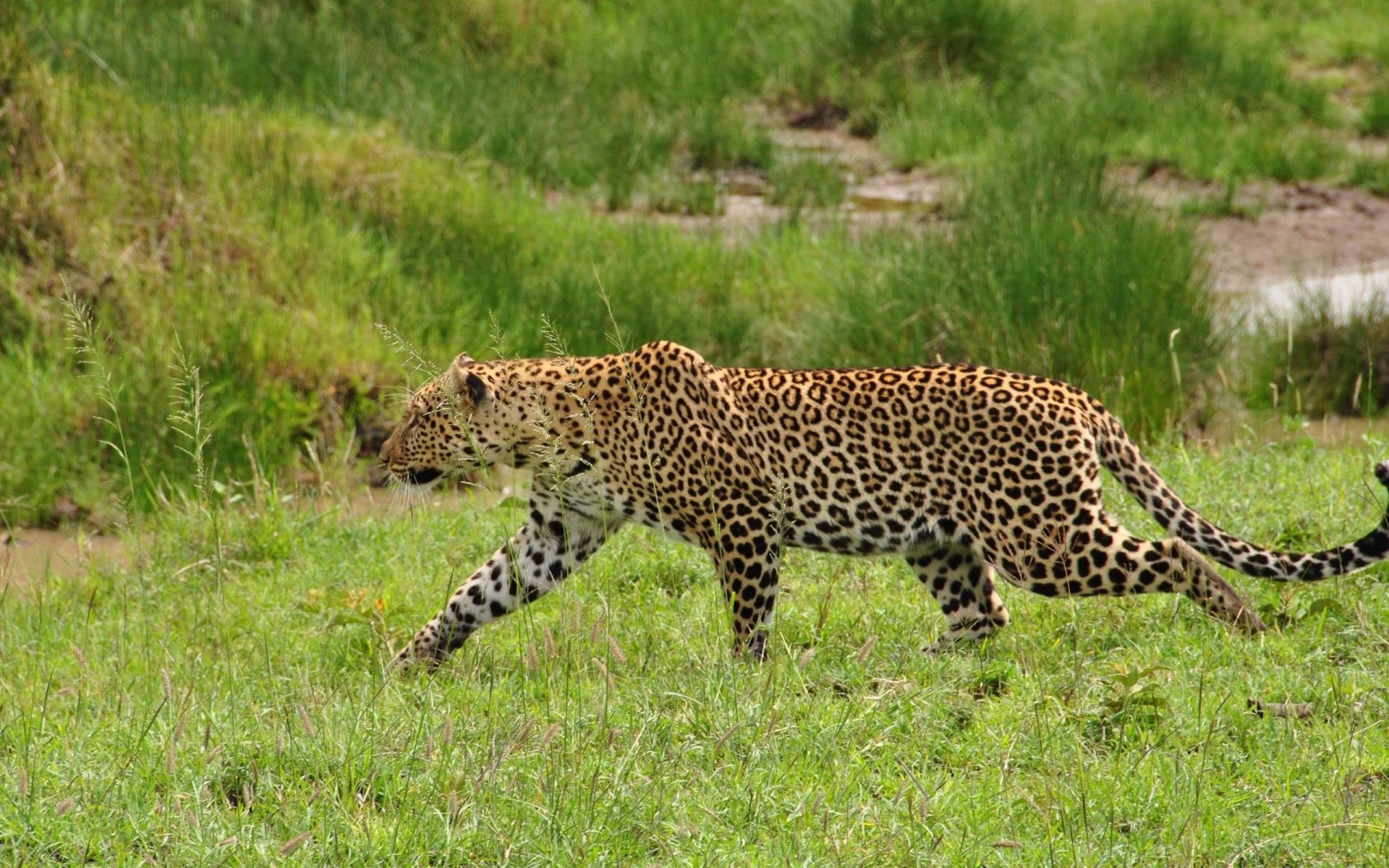 afrique safari léopard chat photo animal haut sauvage