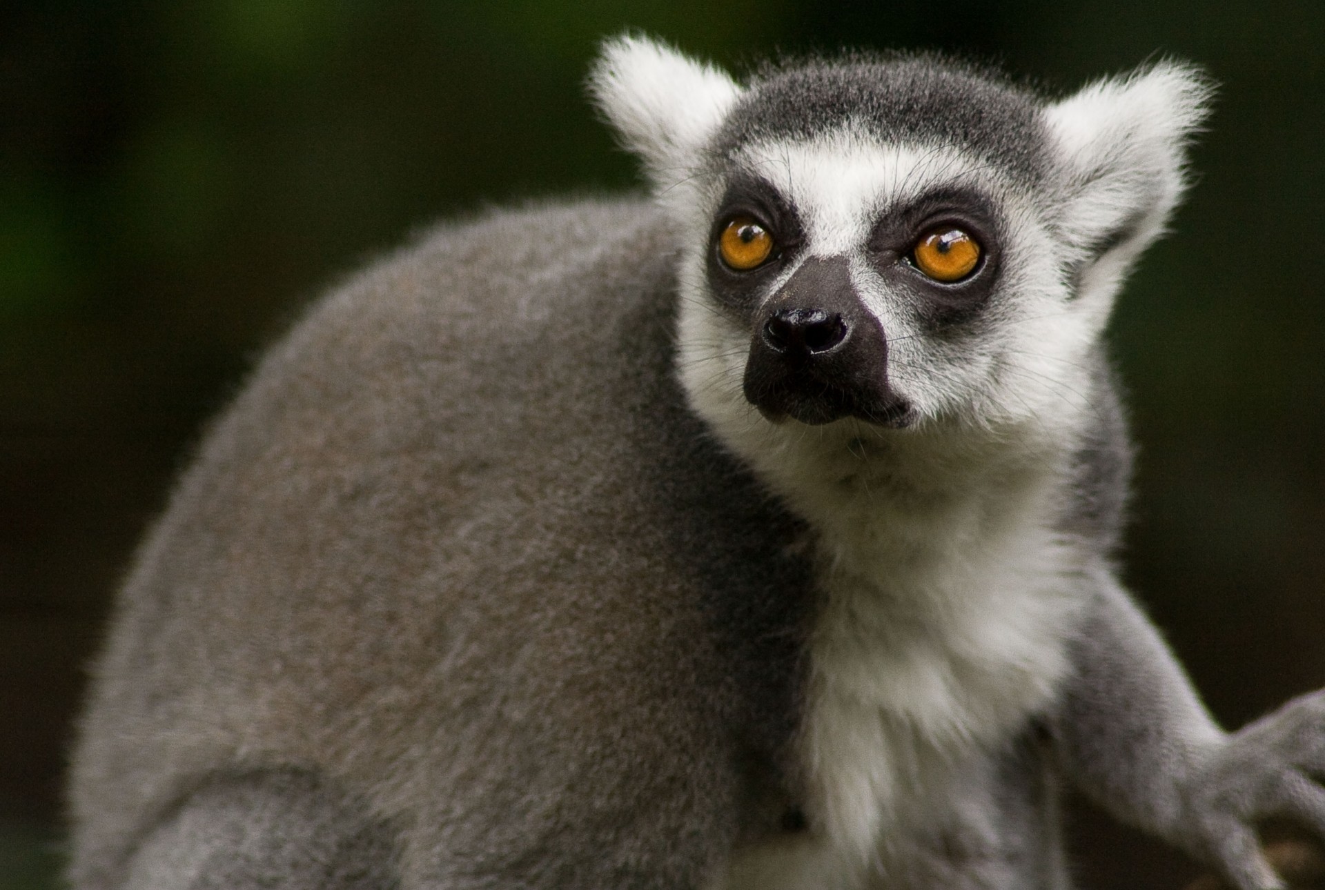 teeth views lemur animal