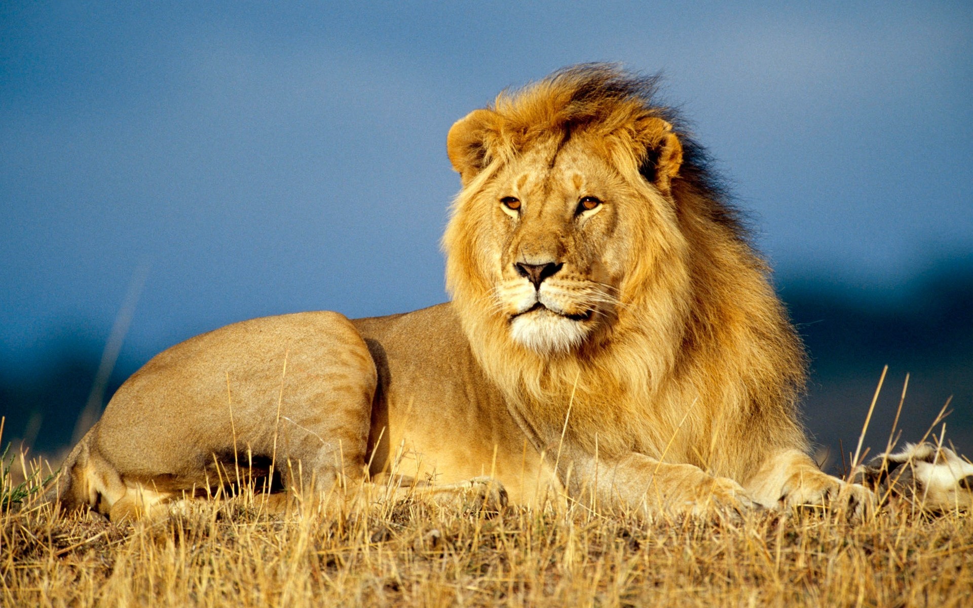 afrika liegt könig der tiere löwe mähne