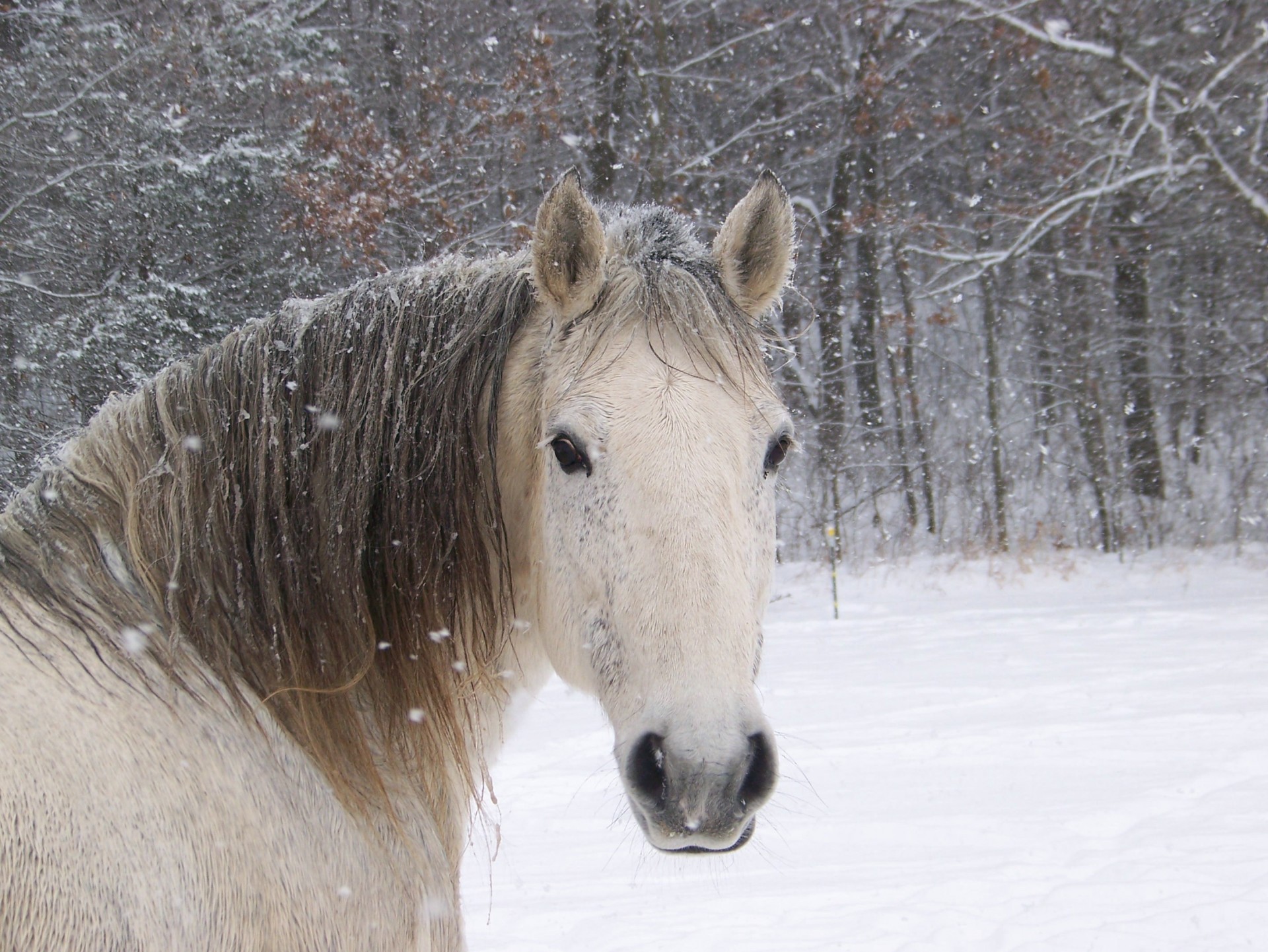 forêt hiver cheval neige