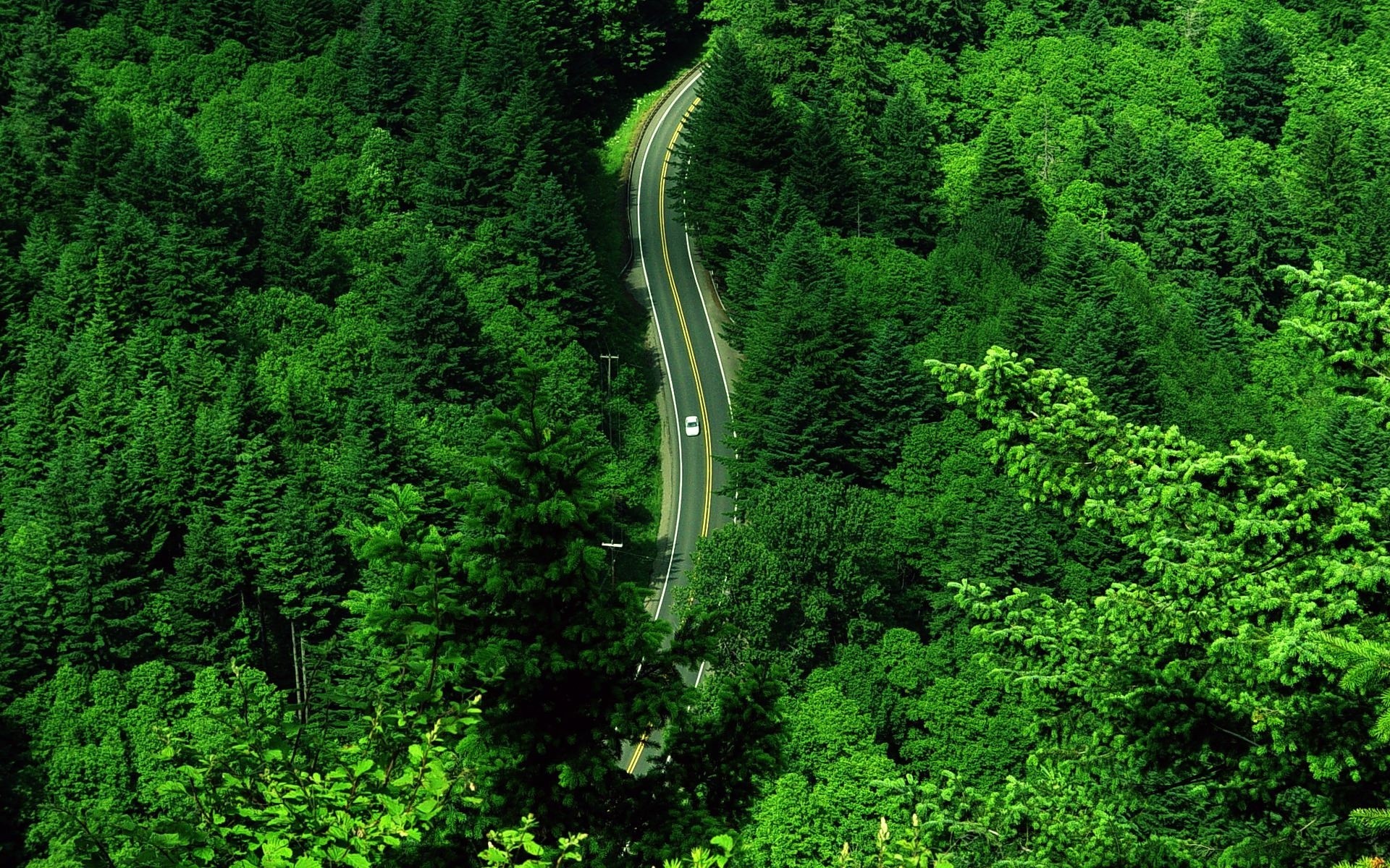 route verdure voiture