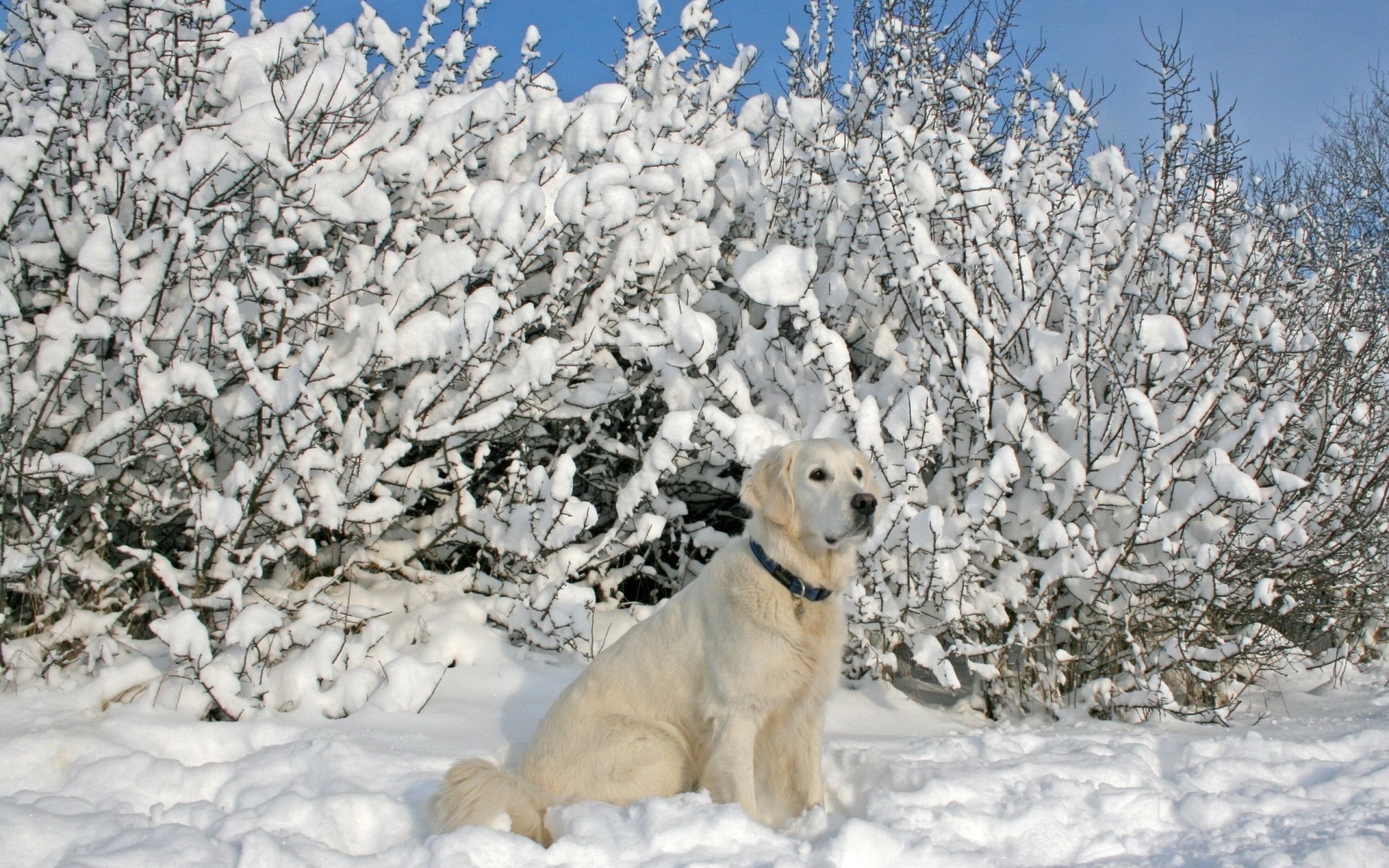 perro collar nieve árboles