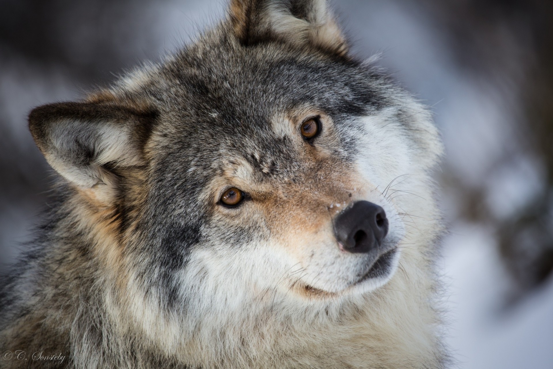 wolf grau zähne ansicht raubtier