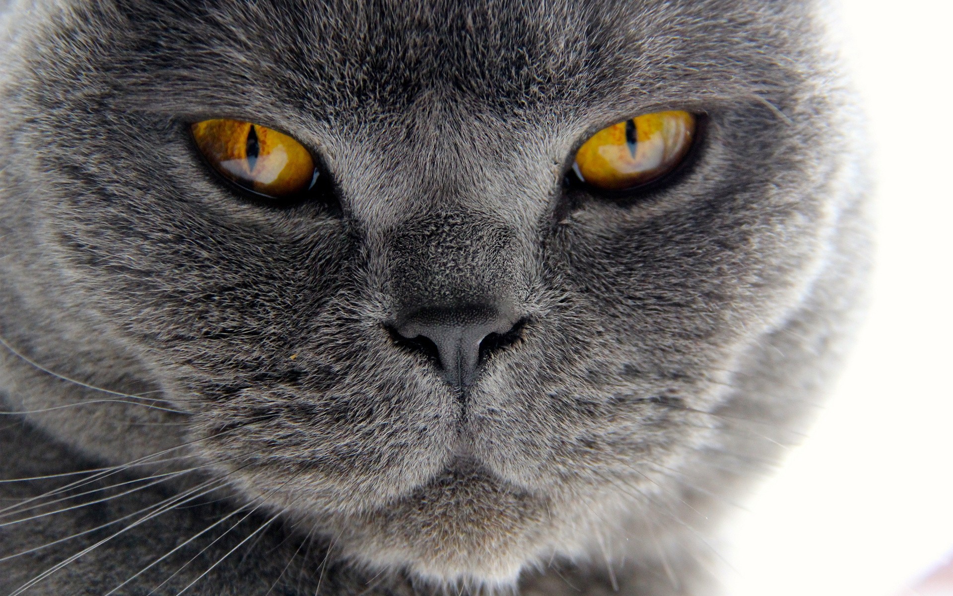 macro dientes piel bigote gato