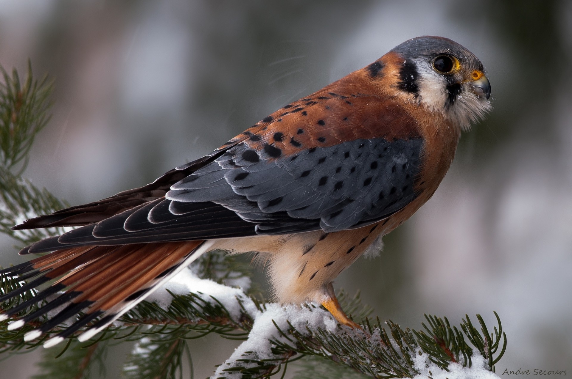 agujas de pino aves abeto nieve rama invierno