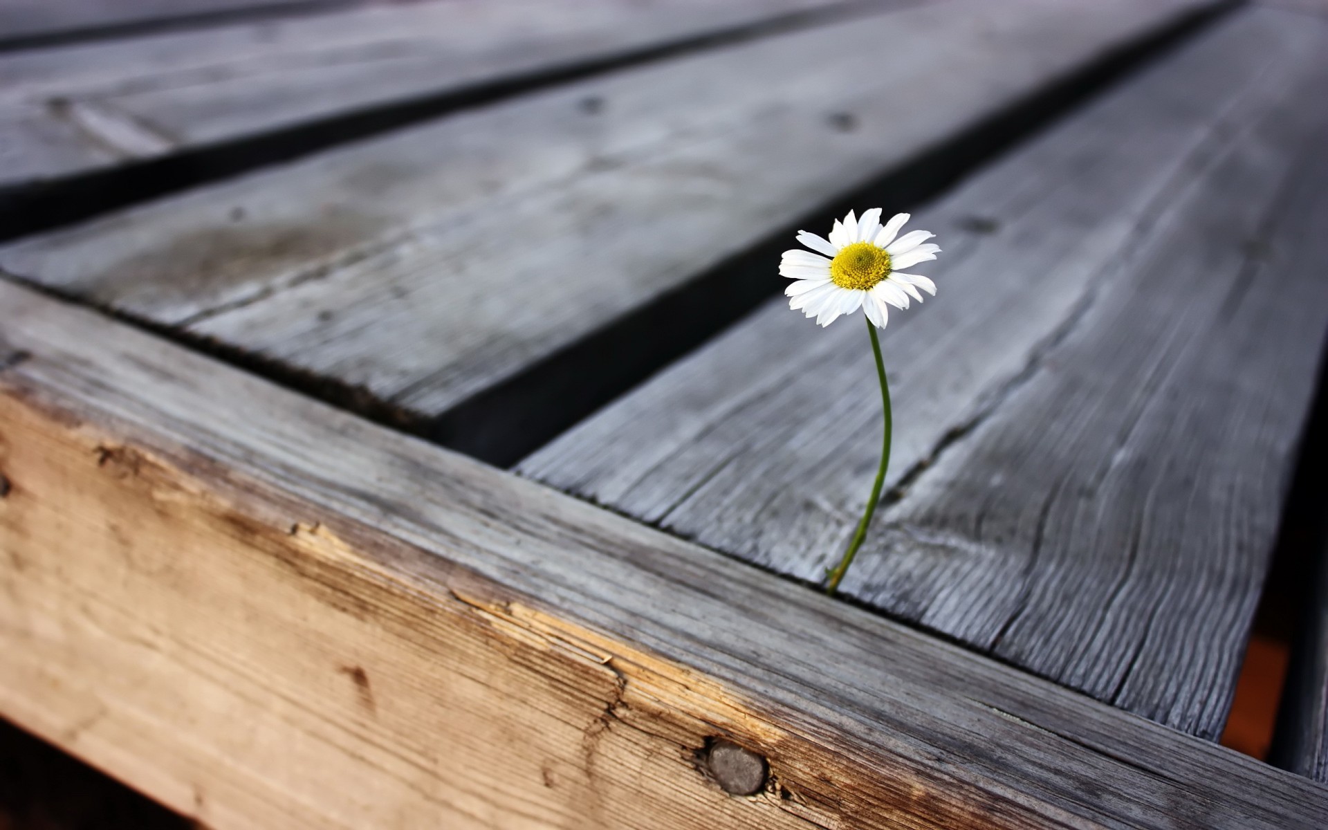 flower life loneliness happine