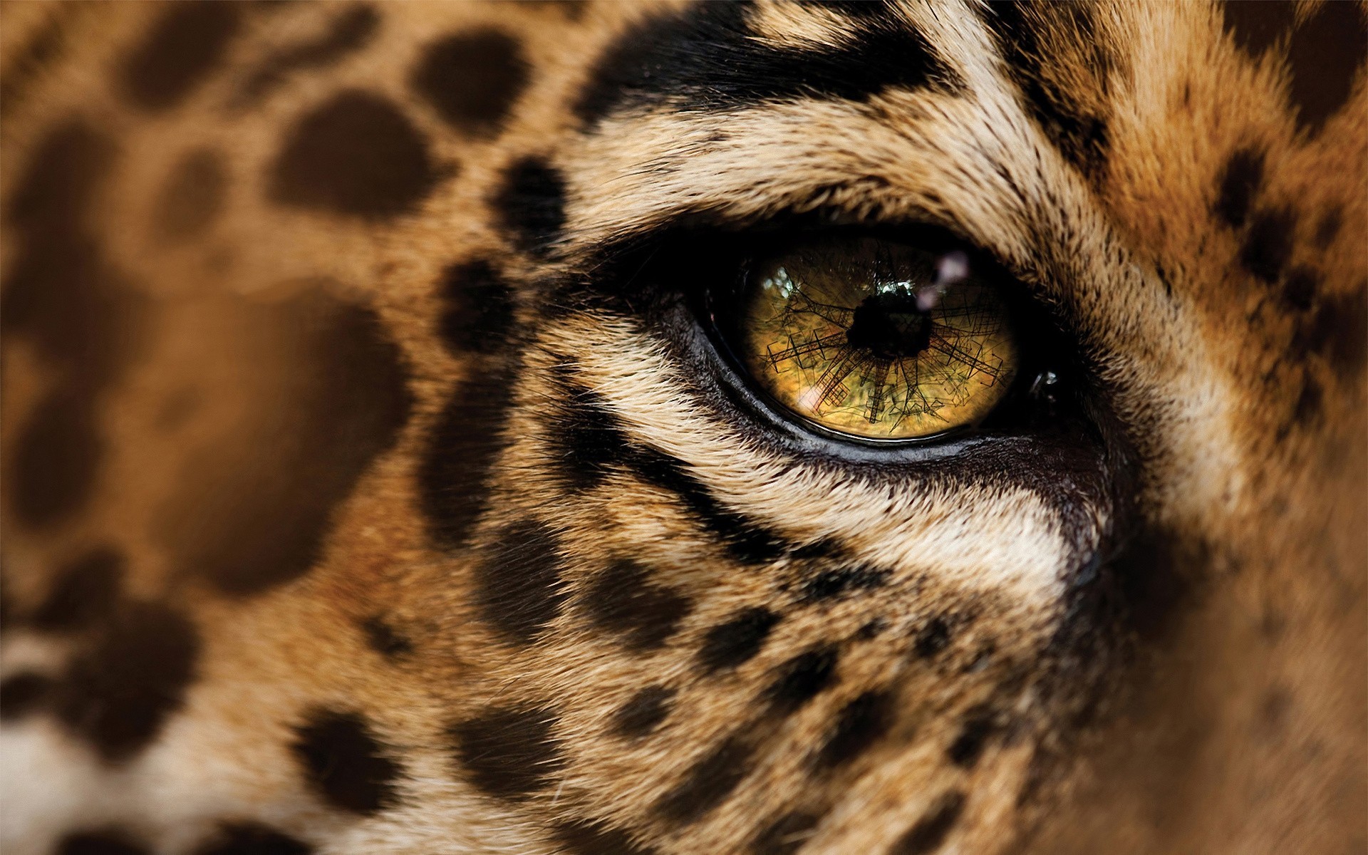 macro leopardo occhi