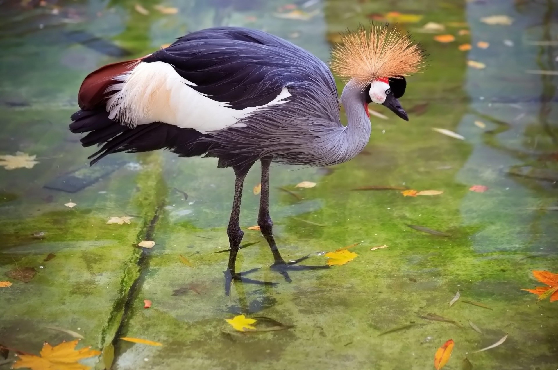 reiher federn wasserhahn storch wasser