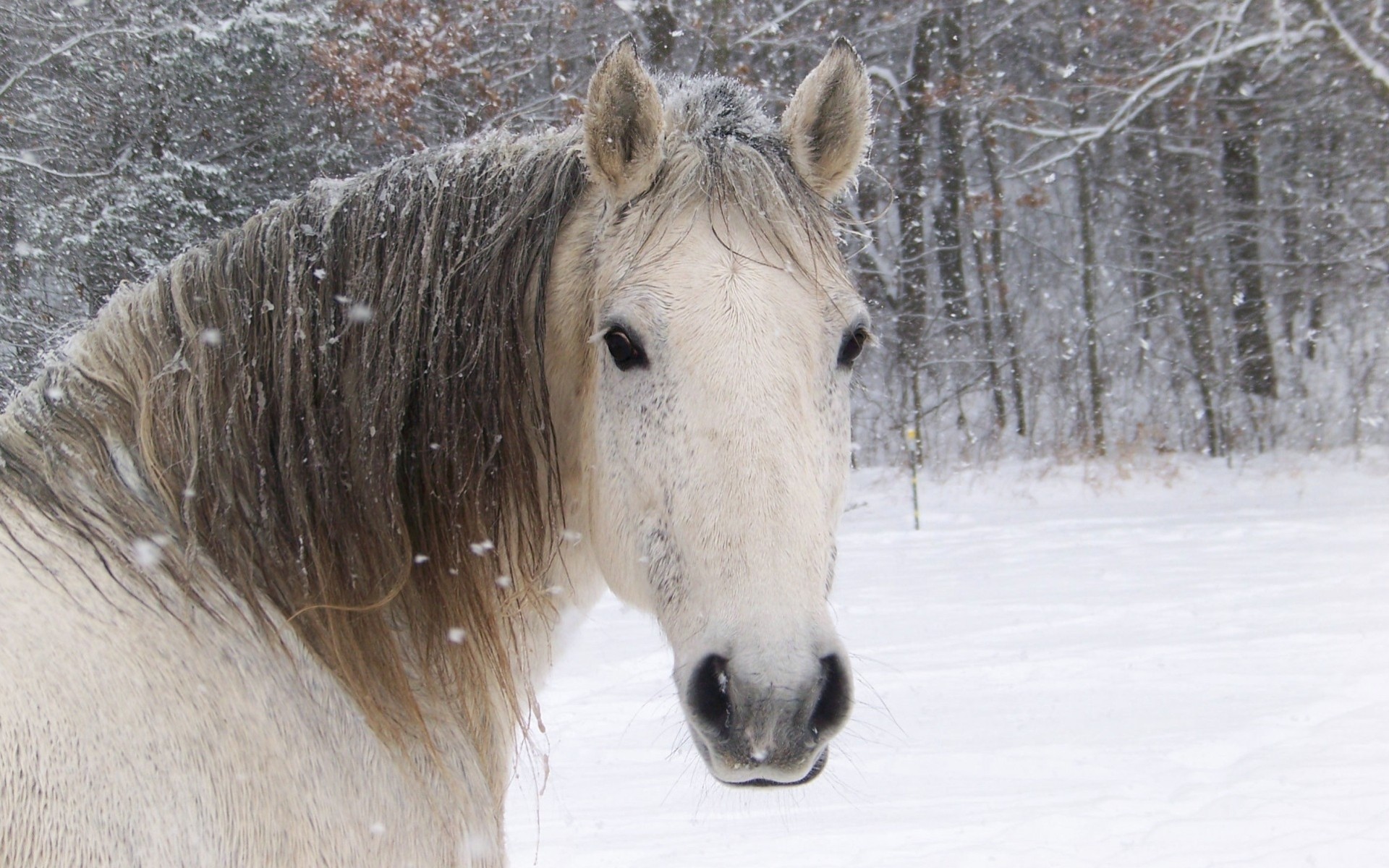 caballos naturaleza bosque vista nieve año del caballo invierno