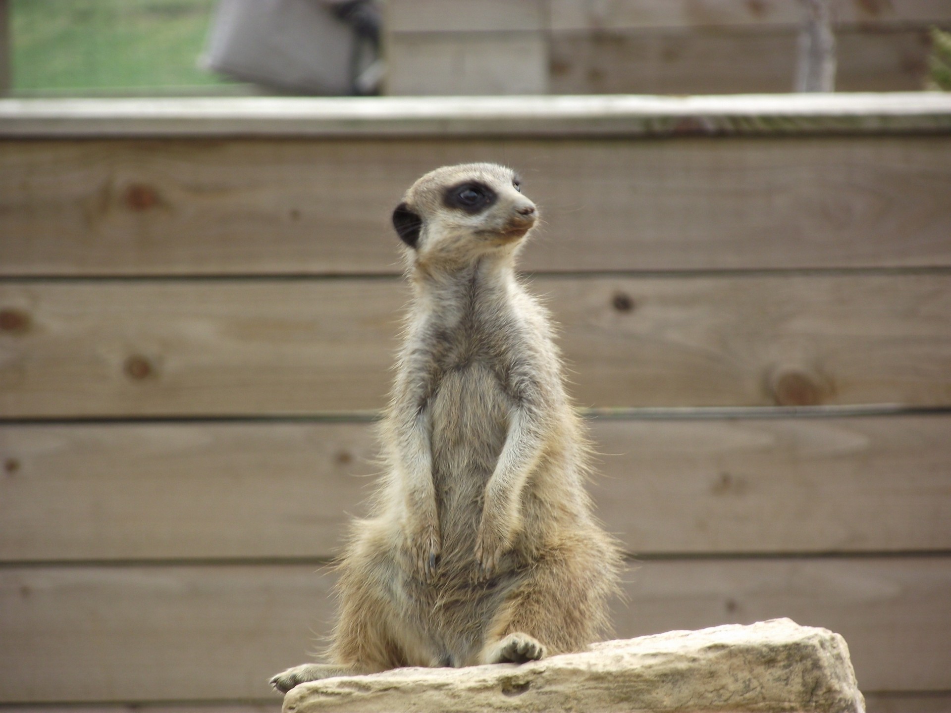 suricata piedra