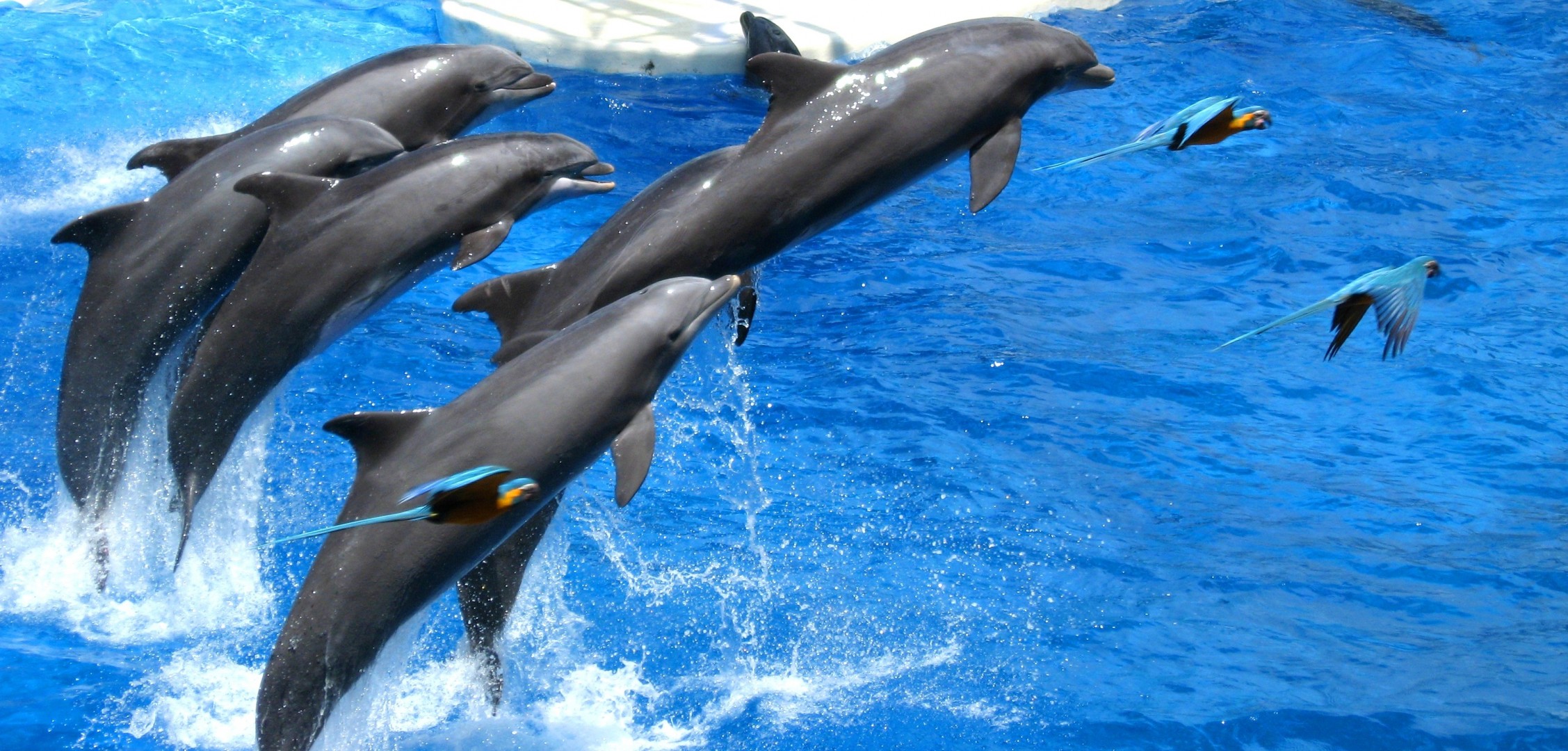 dauphins perroquets mer