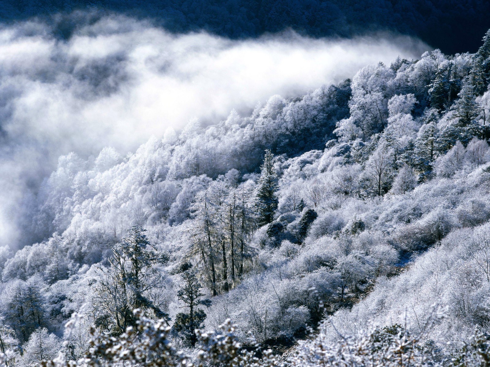 invierno bosque montañas