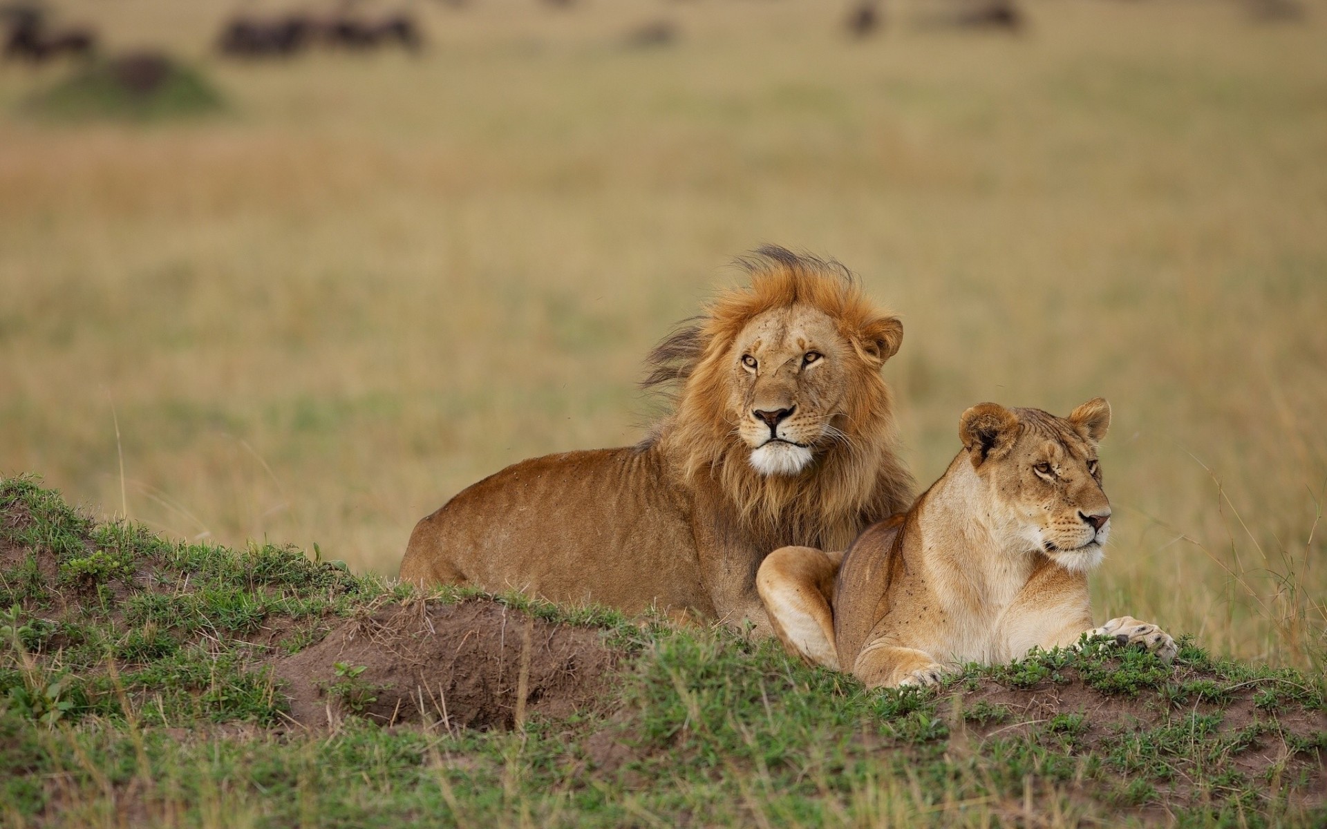 lions lionne lion couple