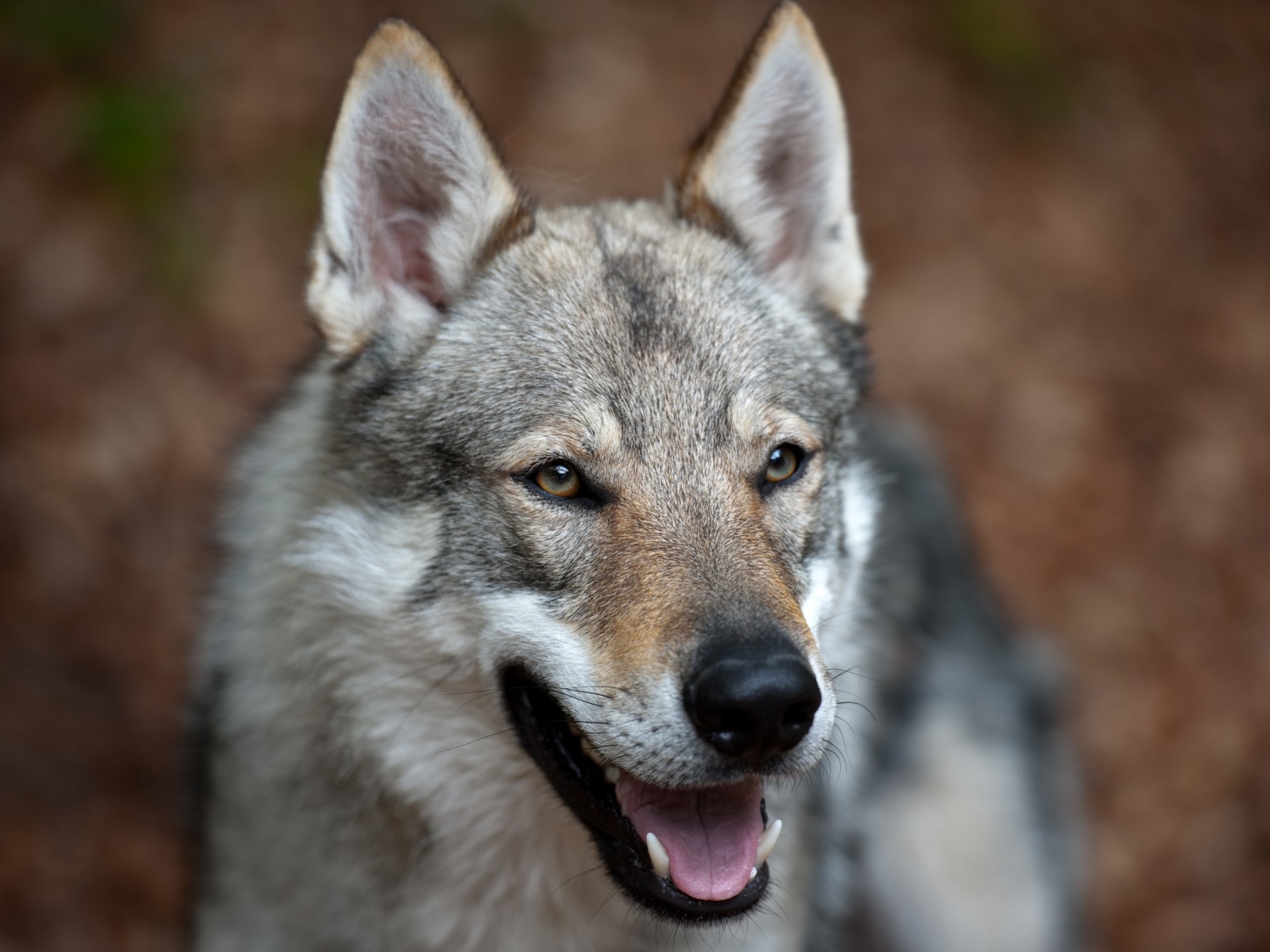 dog crossbreed wolf