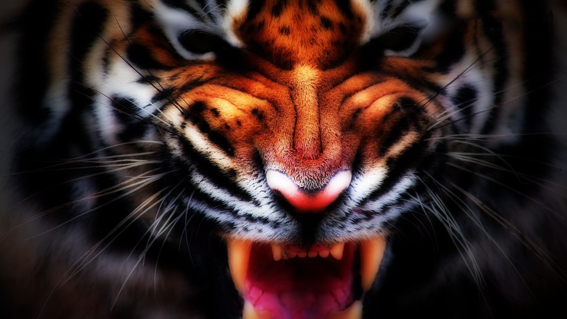 animale predatore tigre