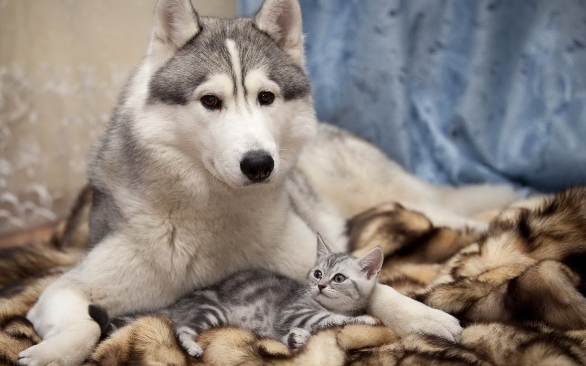 cane husky amici gatto