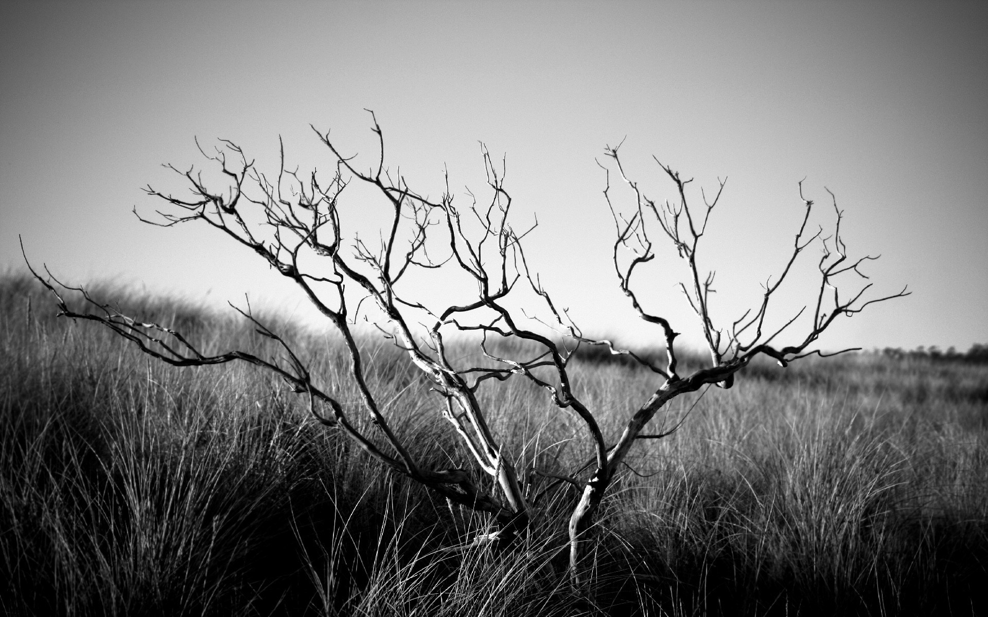 stimmung landschaft tod