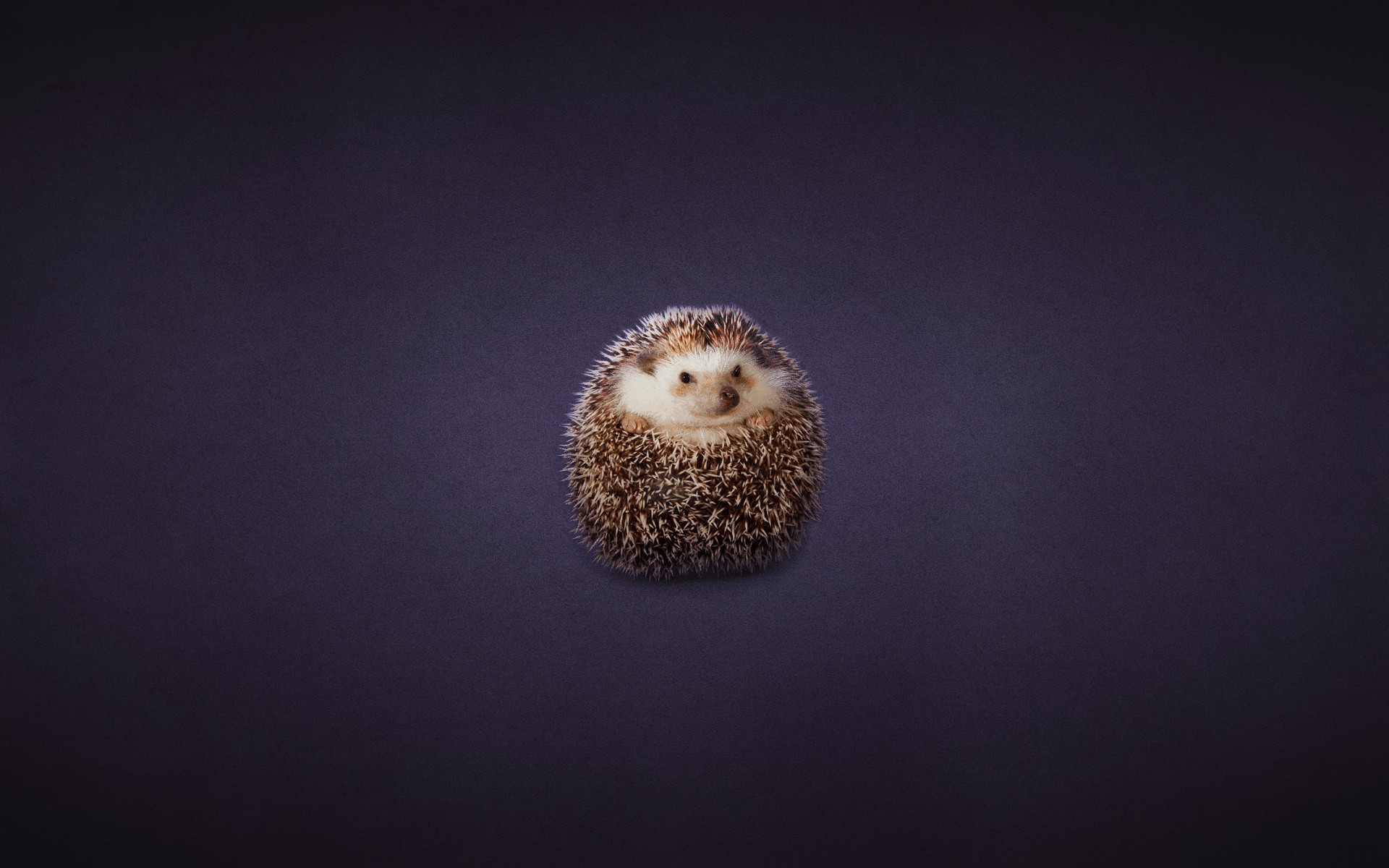 hedgehog ball hedgehog darkish background