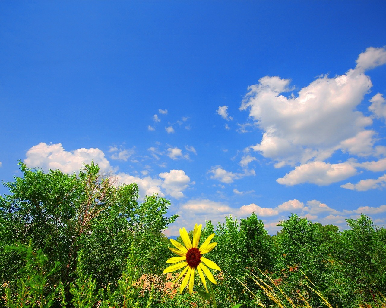 cielo fiore verde