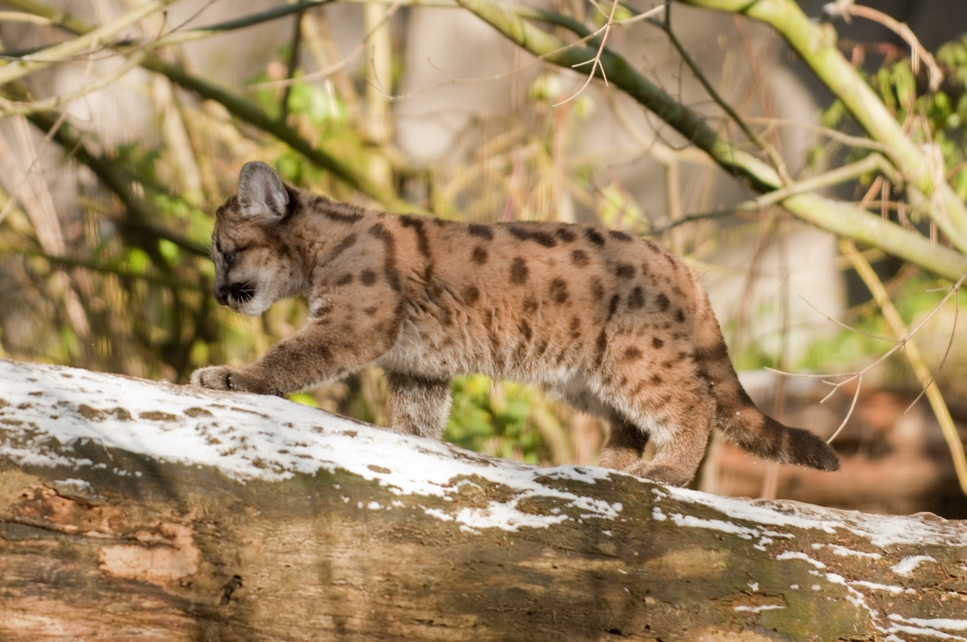 gato puma cachorro gato salvaje león de montaña