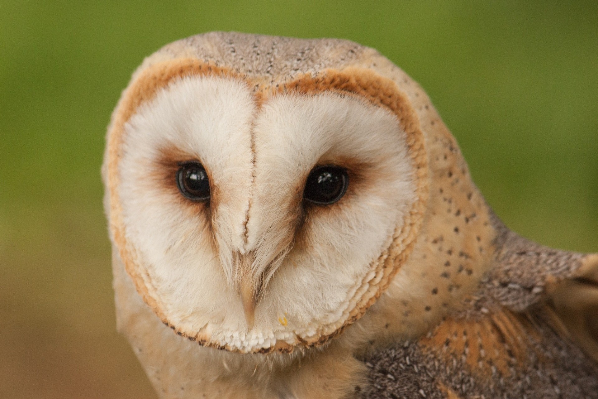 oiseaux hibou mécontent