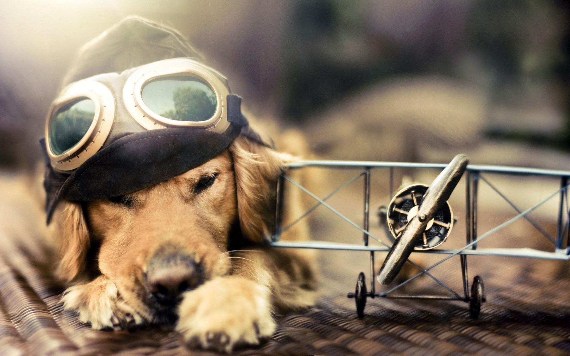 aviateur chien avion lunettes de soleil chapeau